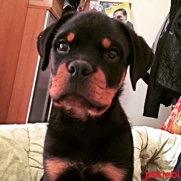 Rottweiler, Köpek  Ocean fotoğrafı