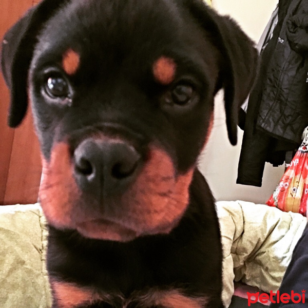 Rottweiler, Köpek  Ocean fotoğrafı