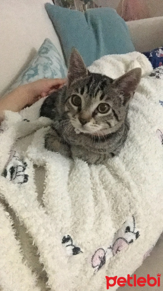 Tekir Kedi, Kedi  Lila fotoğrafı