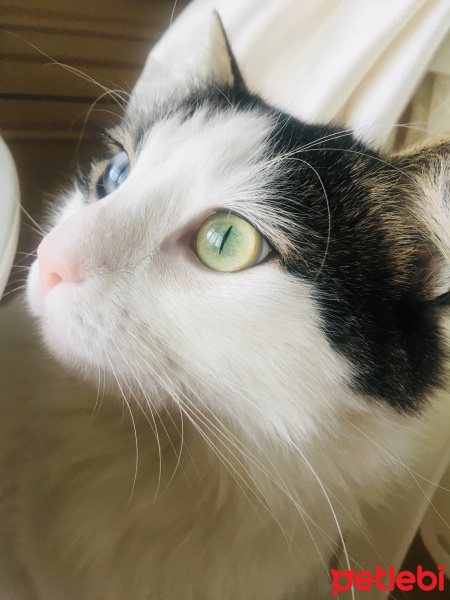 Tekir Kedi, Kedi  Khajit fotoğrafı
