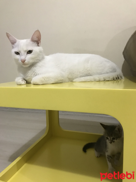 Ankara Kedisi, Kedi  Lilly fotoğrafı
