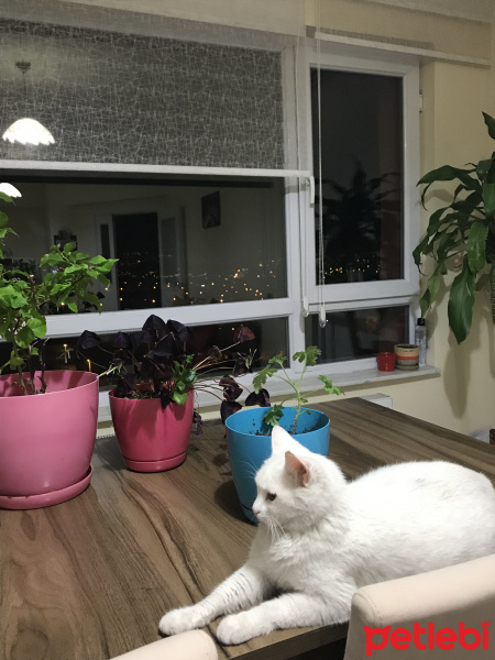 Ankara Kedisi, Kedi  Lilly fotoğrafı