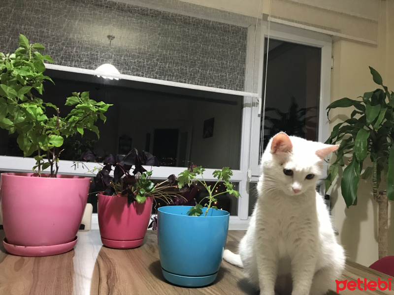 Ankara Kedisi, Kedi  Lilly fotoğrafı
