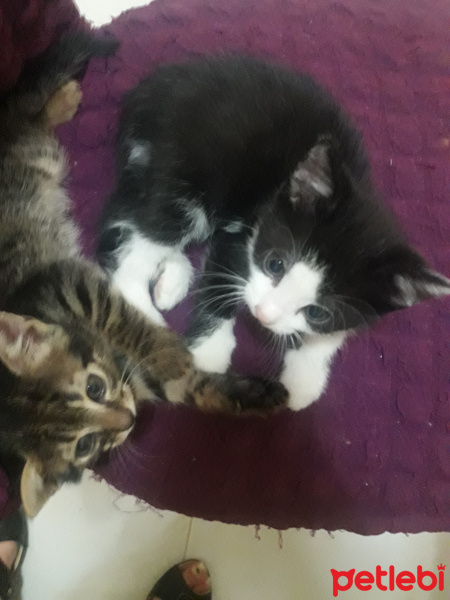 Bombay, Kedi  lady ve minik fotoğrafı