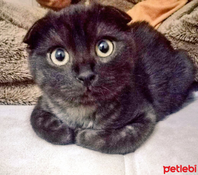 Scottish Fold, Kedi  Gecenin öfkesi fotoğrafı