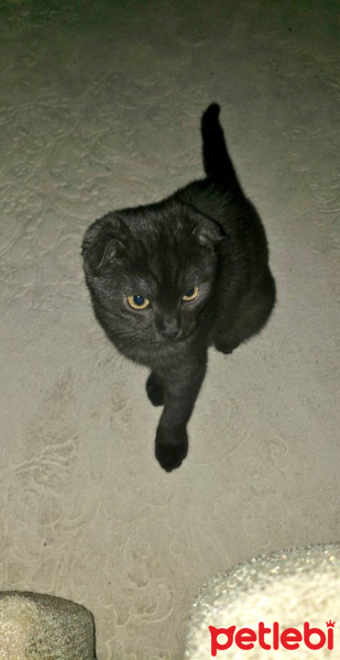 Scottish Fold, Kedi  Gecenin öfkesi fotoğrafı