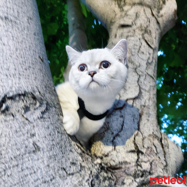 Scottish Fold, Kedi  Gecenin öfkesi fotoğrafı