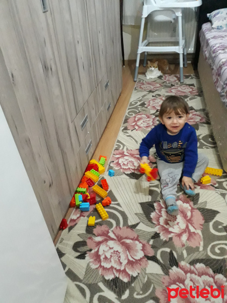 Tekir Kedi, Kedi  Sarı Paşa fotoğrafı