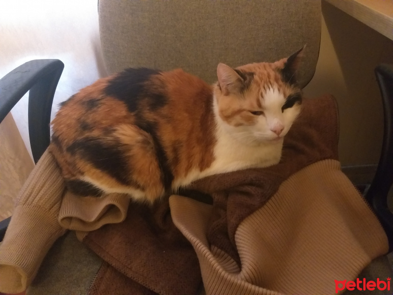 Sarman, Kedi  Bihter fotoğrafı