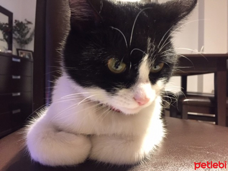 Tuxedo (Smokin) Kedi, Kedi  ŞANSLI fotoğrafı