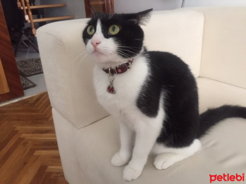Tuxedo (Smokin) Kedi, Kedi  ŞANSLI fotoğrafı