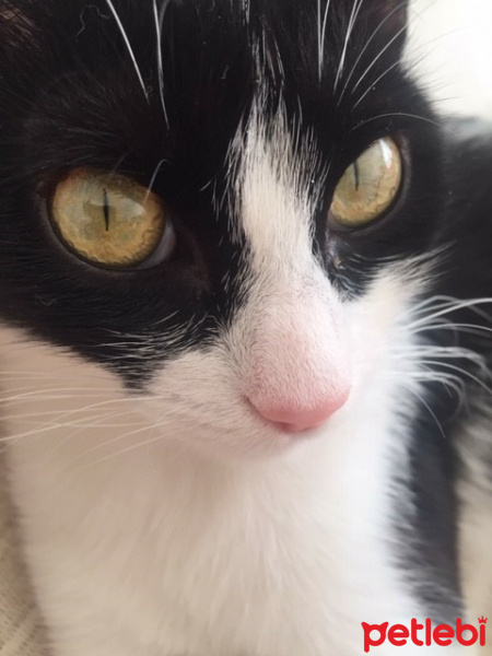 Tuxedo (Smokin) Kedi, Kedi  ŞANSLI fotoğrafı