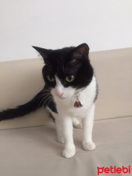 Tuxedo (Smokin) Kedi, Kedi  ŞANSLI fotoğrafı