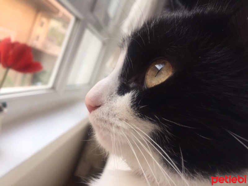 Tuxedo (Smokin) Kedi, Kedi  ŞANSLI fotoğrafı