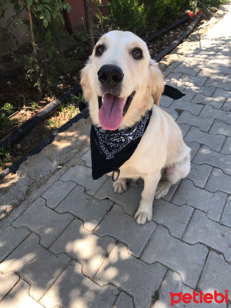 Golden Retriever, Köpek  Zeytin fotoğrafı