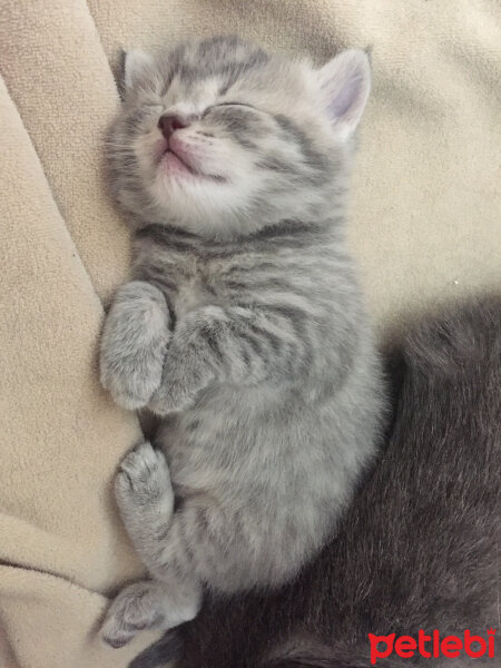 British Shorthair, Kedi  fiona fotoğrafı