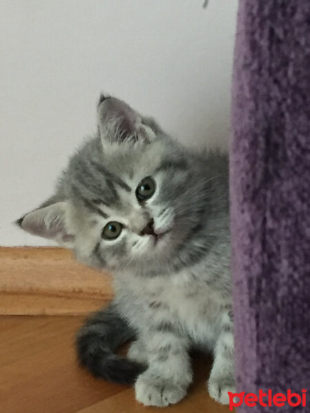 British Shorthair, Kedi  fiona fotoğrafı