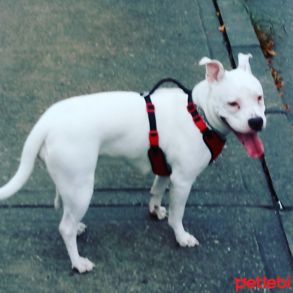Amerikan Staffordshire Terrier, Köpek  chivas fotoğrafı