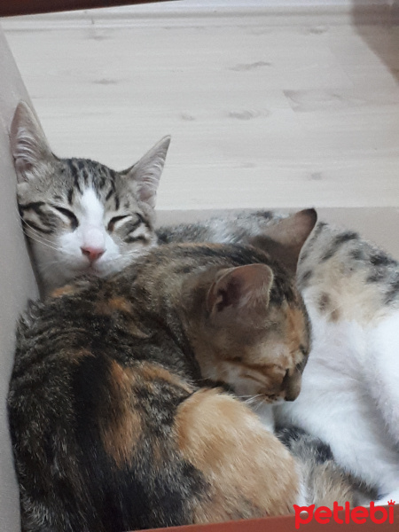 Tekir Kedi, Kedi  Tintin fotoğrafı