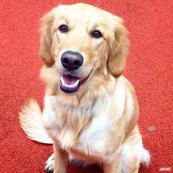 Golden Retriever, Köpek  Hera fotoğrafı