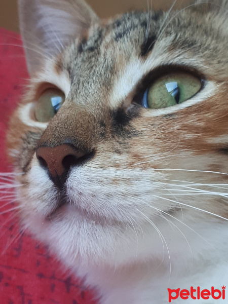 Tekir Kedi, Kedi  Pakize fotoğrafı
