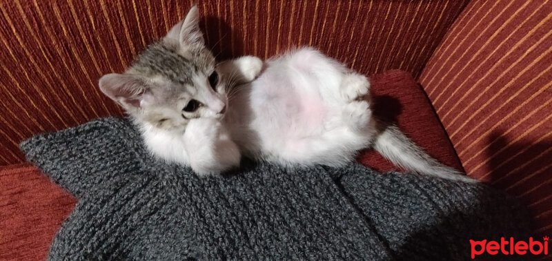 Tekir Kedi, Kedi  Kuzu fotoğrafı