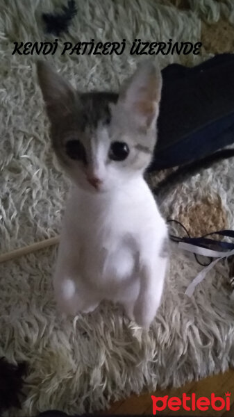 Tekir Kedi, Kedi  Kuzu fotoğrafı