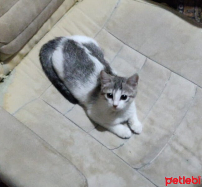 Tekir Kedi, Kedi  Kuzu fotoğrafı