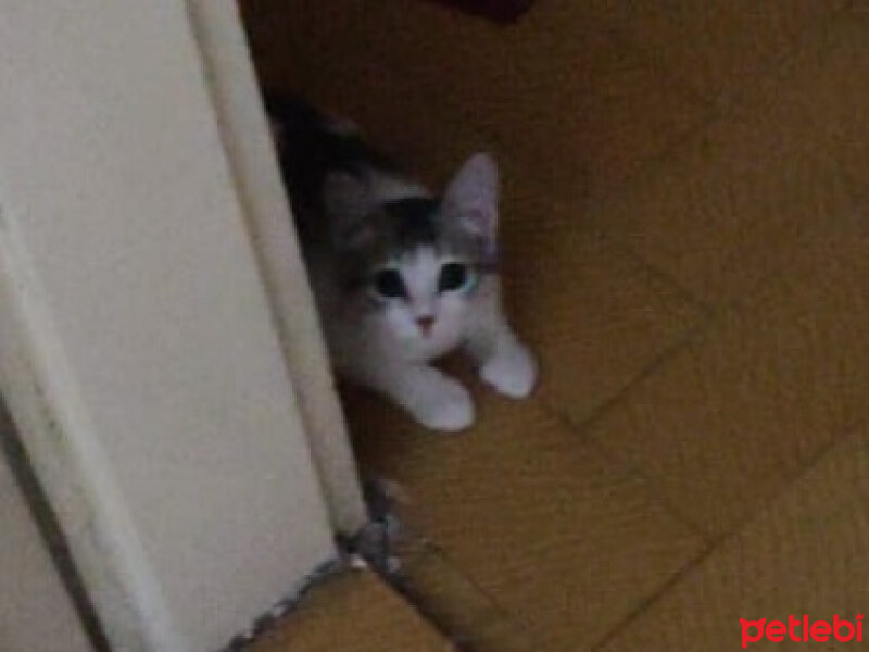 Tekir Kedi, Kedi  Kuzu fotoğrafı