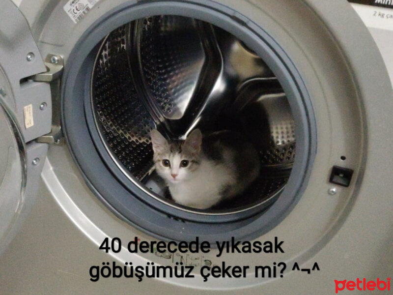 Tekir Kedi, Kedi  Kuzu fotoğrafı