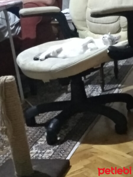 Tekir Kedi, Kedi  Kuzu fotoğrafı