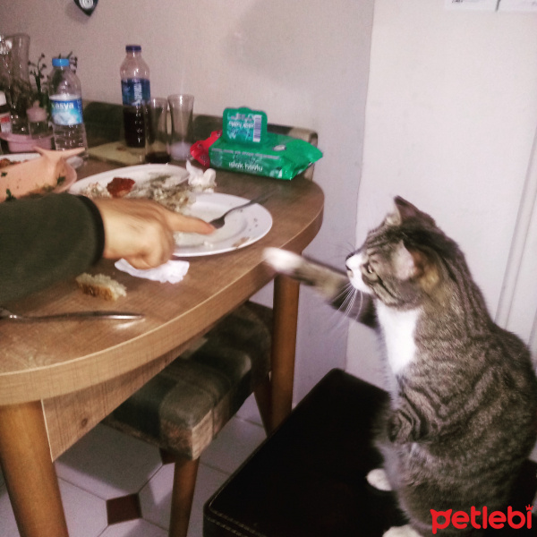 Tekir Kedi, Kedi  Kurdo fotoğrafı