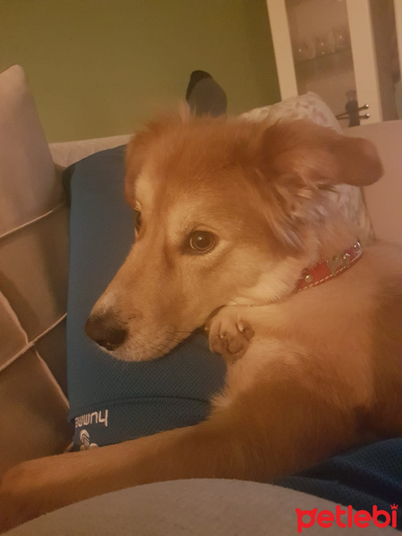 Collie, Köpek  Şanslı fotoğrafı