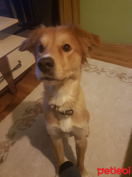 Collie, Köpek  Şanslı fotoğrafı