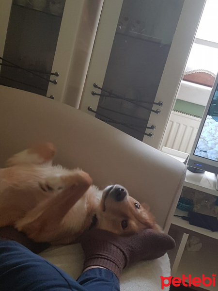 Collie, Köpek  Şanslı fotoğrafı