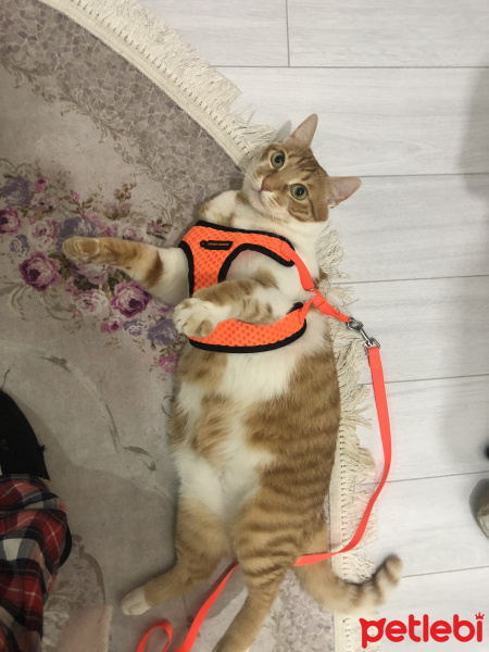 Sarman, Kedi  OSCAR fotoğrafı