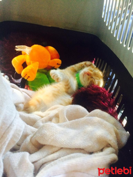 Sarman, Kedi  OSCAR fotoğrafı