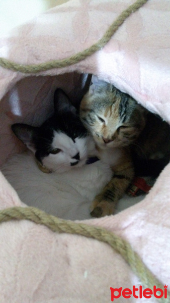 Soke, Kedi  Seçil İzmir fotoğrafı