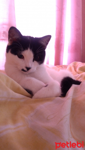 Soke, Kedi  Toprak Asena fotoğrafı