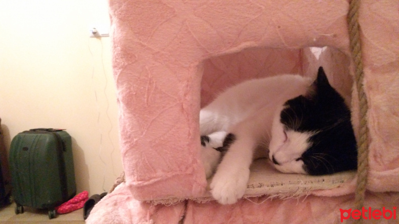 Soke, Kedi  Toprak Asena fotoğrafı