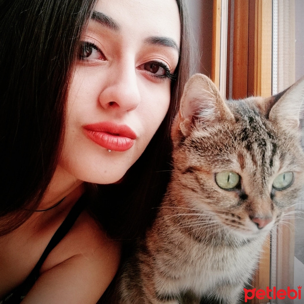Tekir Kedi, Kedi  Reçel fotoğrafı