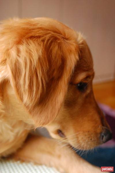 Golden Retriever, Köpek  Ares fotoğrafı