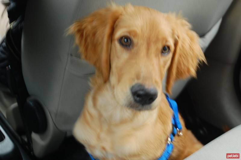 Golden Retriever, Köpek  Ares fotoğrafı