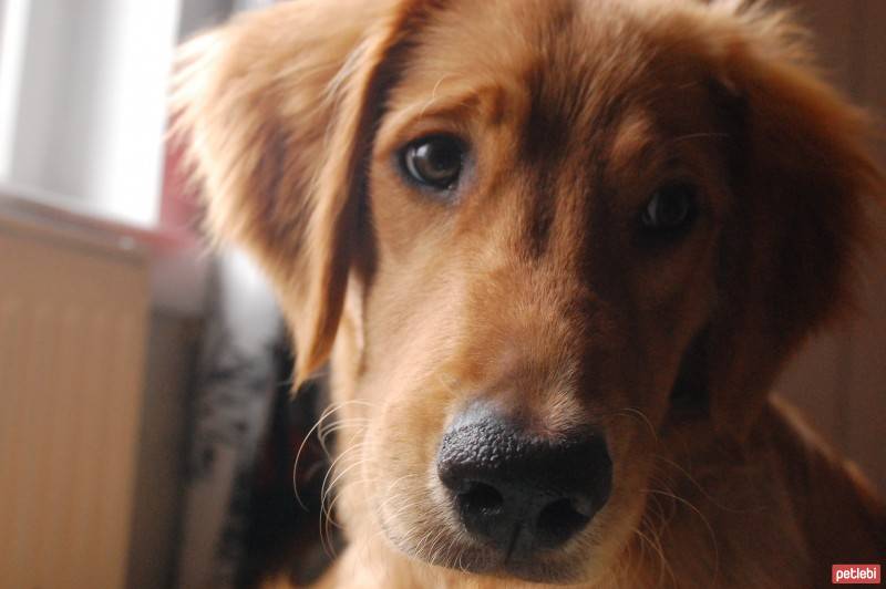 Golden Retriever, Köpek  Ares fotoğrafı