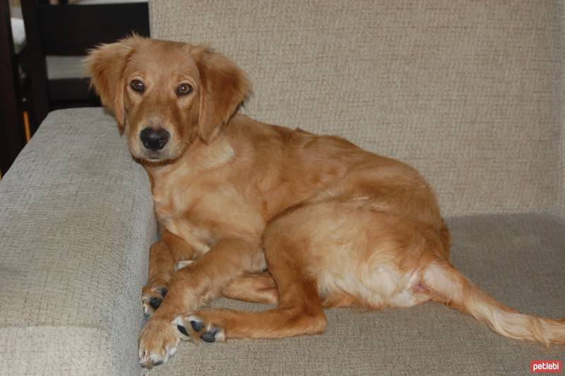 Golden Retriever, Köpek  Ares fotoğrafı
