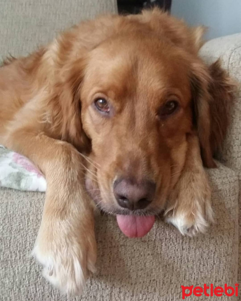 Golden Retriever, Köpek  Ares fotoğrafı