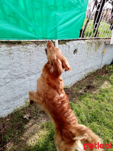 Golden Retriever, Köpek  Ares fotoğrafı