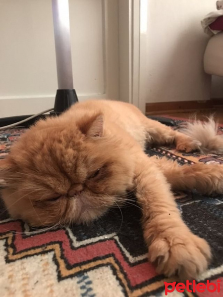 İran Kedisi (Persian), Kedi  sisi fotoğrafı