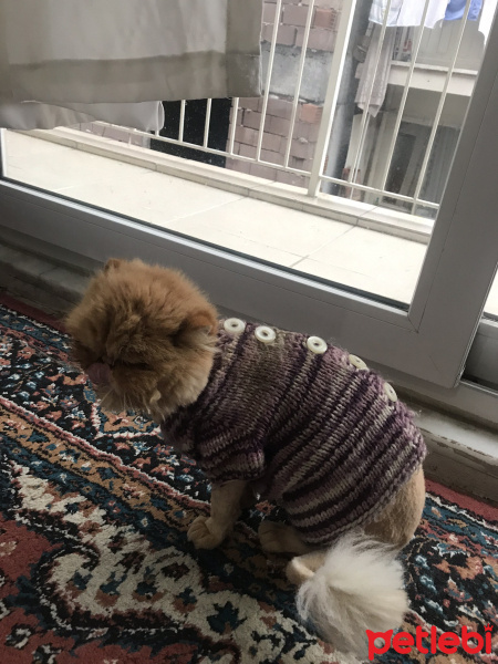 İran Kedisi (Persian), Kedi  sisi fotoğrafı