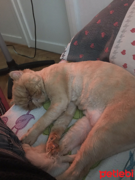 İran Kedisi (Persian), Kedi  sisi fotoğrafı